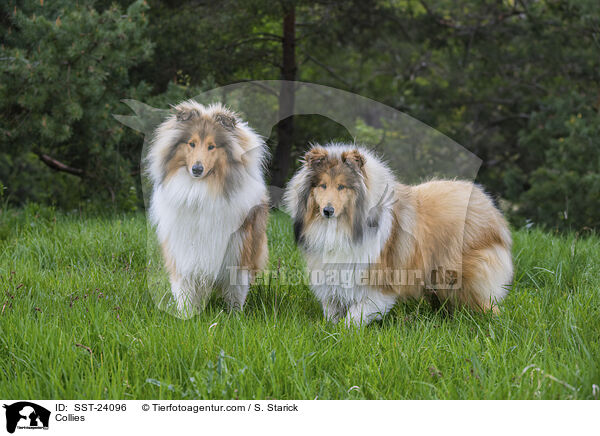 Collies / SST-24096