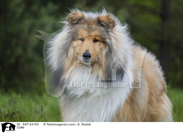Collie / SST-24100