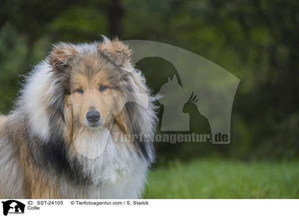 Collie / SST-24105