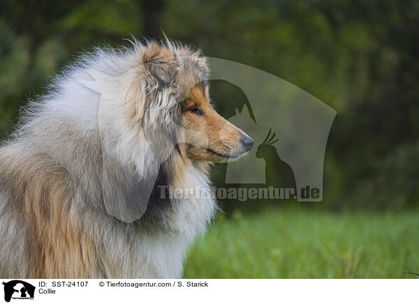 Collie / SST-24107