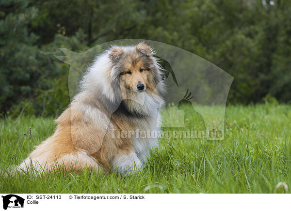 Collie / SST-24113