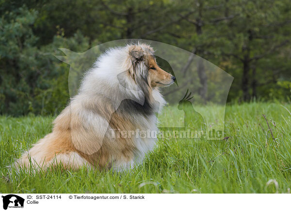 Collie / Collie / SST-24114