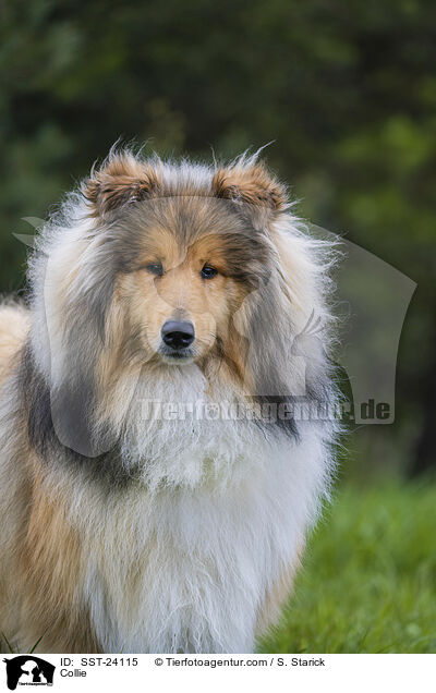 Collie / Collie / SST-24115