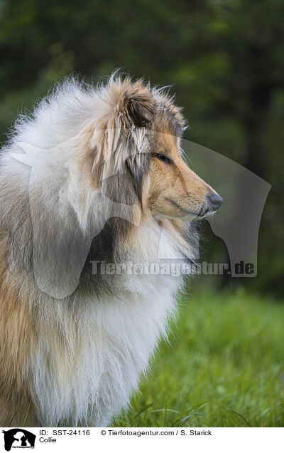 Collie / Collie / SST-24116