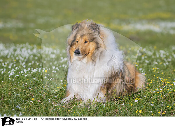 Collie / Collie / SST-24118