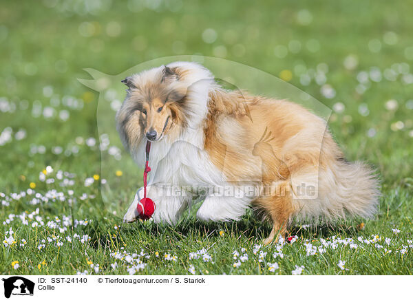 Collie / Collie / SST-24140