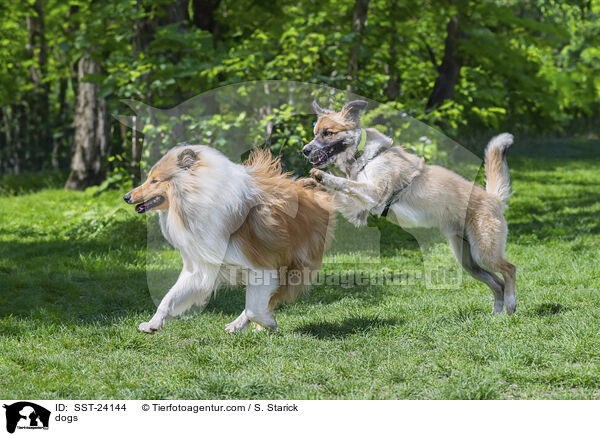 dogs / SST-24144