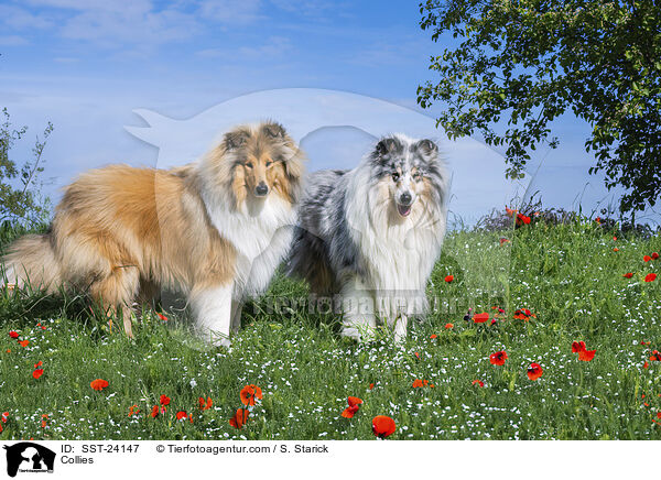 Collies / SST-24147