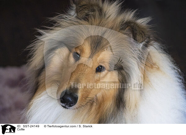 Collie / SST-24149