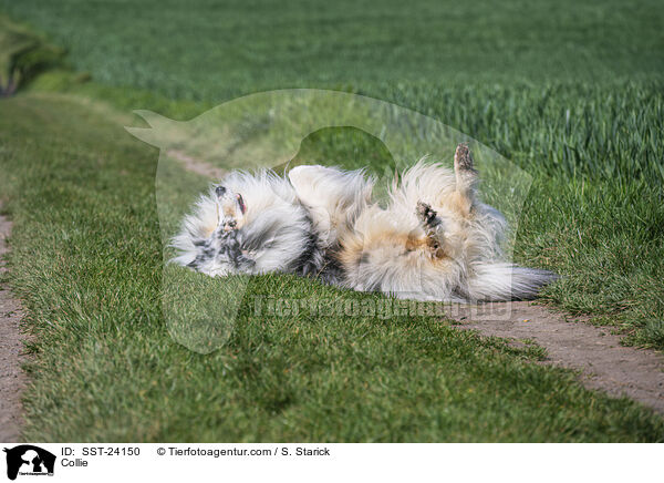 Collie / SST-24150