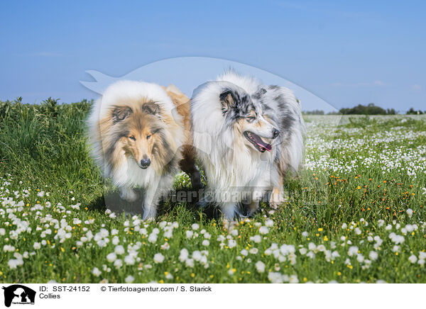 Collies / SST-24152