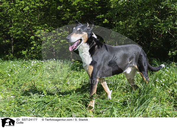 Collie / Collie / SST-24177