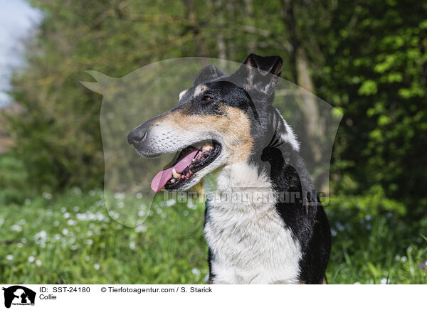 Collie / SST-24180