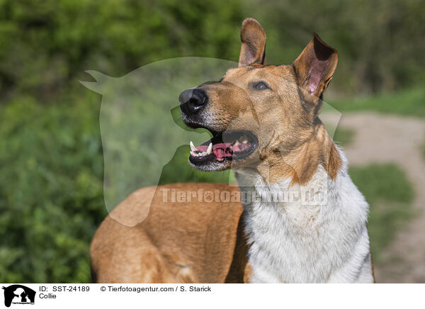 Collie / SST-24189
