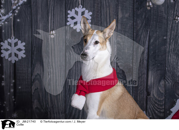 Collie / JM-21740
