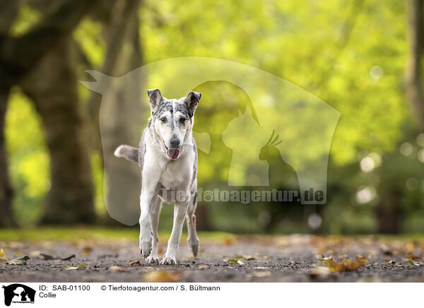Collie / SAB-01100