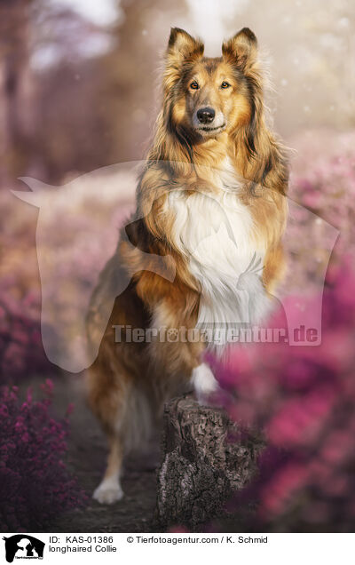 Langhaarcollie / longhaired Collie / KAS-01386