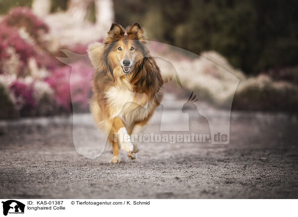 longhaired Collie / KAS-01387