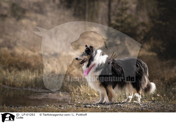 Collie / Collie / LP-01263