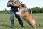 drilling guard dog