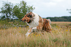 running Collie