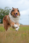running Collie