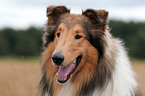 Collie Portrait