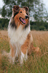 longhaired Collie