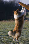 Collie