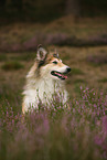 longhaired collie
