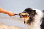 playing Collie