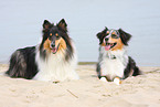Australian Shepherd and Collie