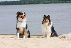 Australian Shepherd and Collie