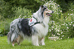 therapy dog