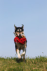 shorthaired Collie with roses