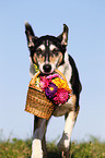 shorthaired Collie with flowers