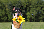 shorthaired Collie portrait