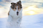 running longhaired Collie