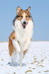 running longhaired Collie