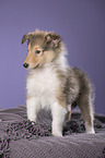 longhaired Collie puppy