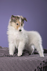 longhaired Collie puppy