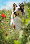 longhaired Collie portrait