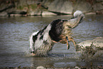 running longhaired Collie