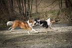 2 longhaired Collies