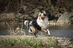 running longhaired Collie