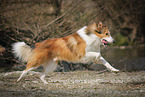 running longhaired Collie