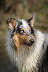 longhaired Collie portrait