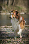 walking longhaired Collie