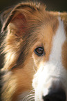 longhaired Collie eye