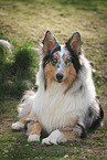 lying longhaired Collie